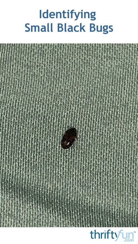 Identifying Small Black Bugs Thriftyfun Identifying Small Black Bugs Thriftyfun