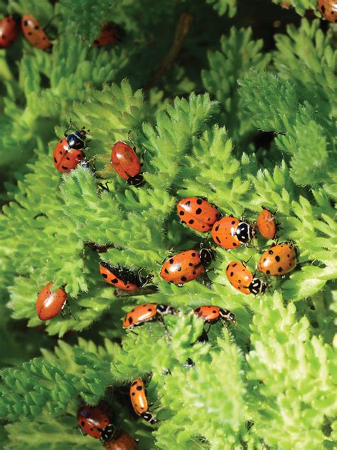 Ladybugs Ladybugs For Sale Buy Ladybugs Ladybug Ladybugs Facts Ladybugs Ladybugs For Sale Buy Ladybugs Ladybug Ladybugs Facts