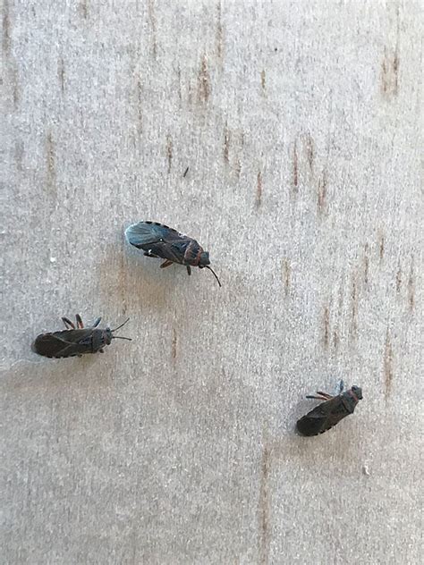 Little Black Bugs In House That Fly Psoriasisguru Com Little Black Bugs In House That Fly Psoriasisguru Com