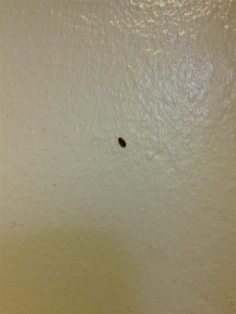 Little Black Bugs In Kitchen Cabinets Image To U Little Black Bugs In Kitchen Cabinets Image To U