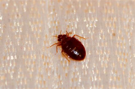 Little Brown Bugs In House That Bite Psoriasisguru Com Little Brown Bugs In House That Bite Psoriasisguru Com
