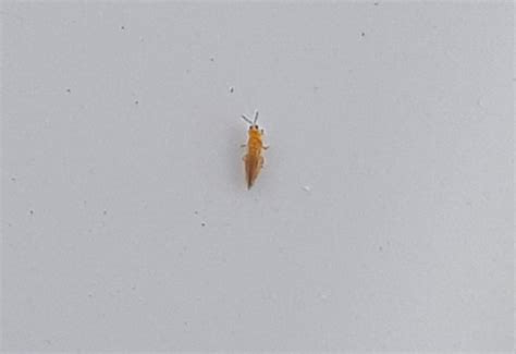 Little Orange Bugs