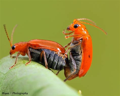 Lust Little Orange Bugs Doin It Bumping Hard Flickr Lust Little Orange Bugs Doin It Bumping Hard Flickr