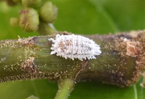 Mite Small Clear White Bugs In House Excellently Microblog Pictures Mite Small Clear White Bugs In House Excellently Microblog Pictures