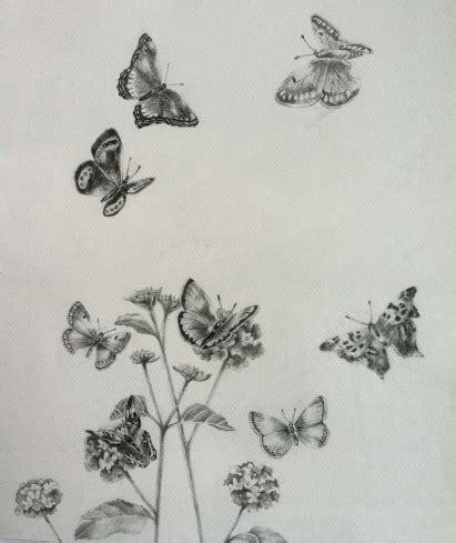 Pencil Drawings Of Butterflies Anne E May Impressions Butterflies Pencil Drawings Of Butterflies Anne E May Impressions Butterflies