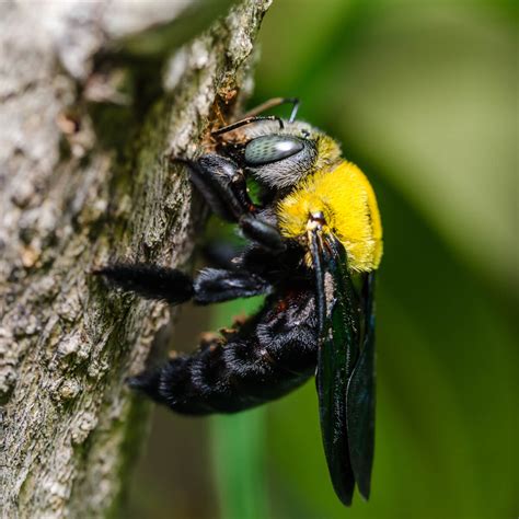 Pictures Of Carpenter Bees