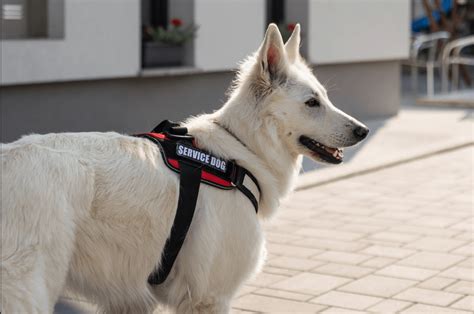 Pots Service Dog