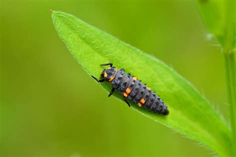 Recognizing Ladybug Larvaes And Beneficial Garden Bugs Recognizing Ladybug Larvaes And Beneficial Garden Bugs