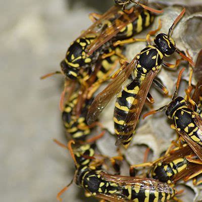 Removing Wasps In Florida One Two Tree Miami Removing Wasps In Florida One Two Tree Miami