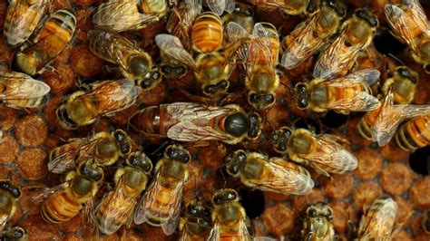 Saskatraz Bees