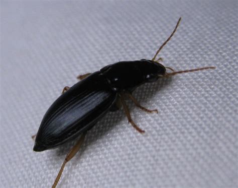 Small Beetles Biological Science Picture Directory Pulpbits Net Small Beetles Biological Science Picture Directory Pulpbits Net