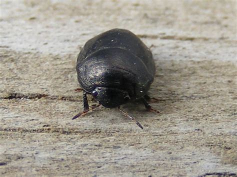 Small Black Beetle Like Bug Biological Science Picture Directory Small Black Beetle Like Bug Biological Science Picture Directory