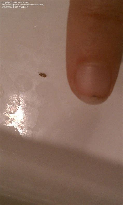 Small Brown Bugs In Bathroom Small Brown Bugs In Bathroom