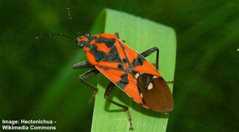 Small Orange Bugs With Pictures Identification Guide Small Orange Bugs With Pictures Identification Guide
