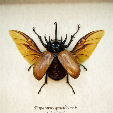 Taxidermy Bugs