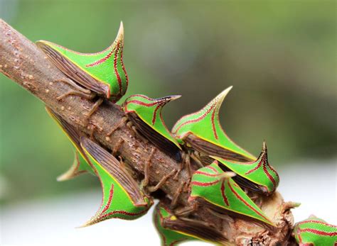Thorn Bug