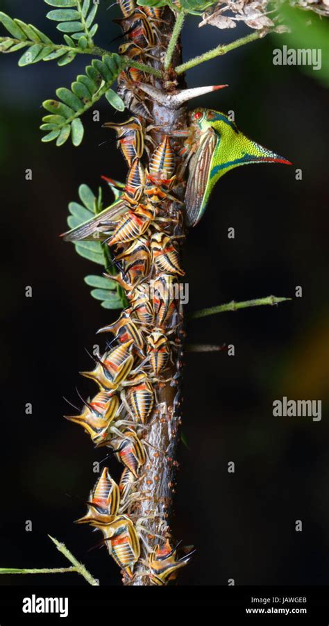 Thorn Bugs Umbonia Crassicornis On A Palm Frond Stock Photo Alamy Thorn Bugs Umbonia Crassicornis On A Palm Frond Stock Photo Alamy