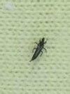 Tiny Black Bugs That Are Itchy Bugguide Net Tiny Black Bugs That Are Itchy Bugguide Net