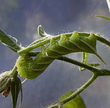 Tomato Pests Hornworms And Their Pests Braconid Wasps Leslie Land In Kitchen And Garden And All Around The House Tomato Pests Hornworms And Their Pests Braconid Wasps Leslie Land In Kitchen And Garden And All Around The House