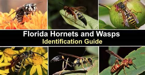 Types Of Florida Hornets And Wasps With Pictures Identification Guide Types Of Florida Hornets And Wasps With Pictures Identification Guide