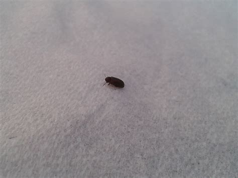 Very Tiny Black Bugs In House Very Tiny Black Bugs In House