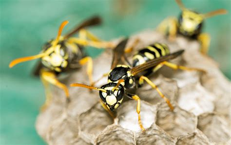 Wasp Identification In Jacksonville Fl Lindsey Pest Services Wasp Identification In Jacksonville Fl Lindsey Pest Services