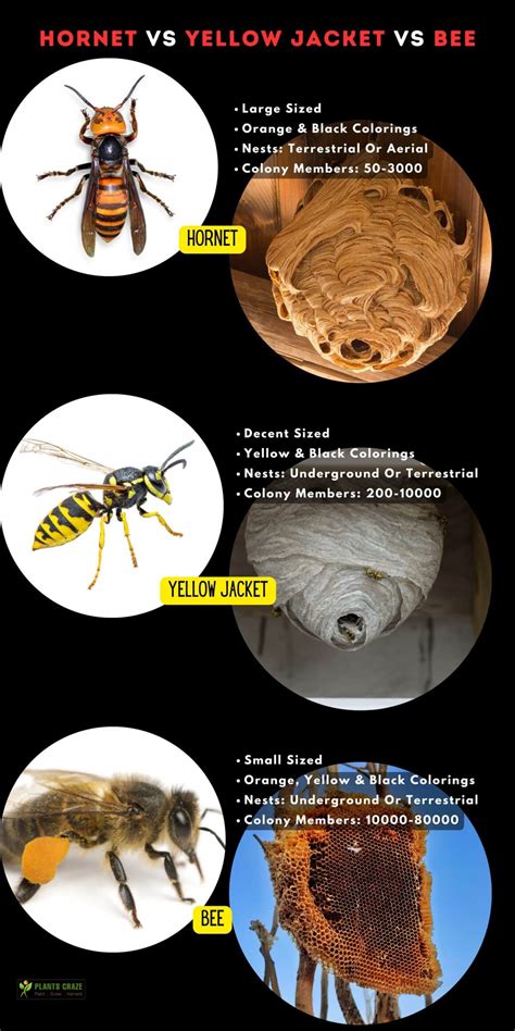 Wasp Vs Hornet Vs Yellow Jacket Vs Bee 5 Differences To Tell Wasp Vs Hornet Vs Yellow Jacket Vs Bee 5 Differences To Tell