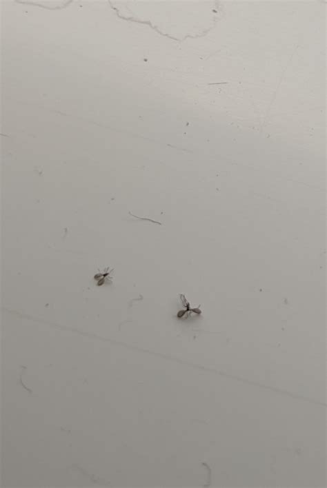 What Are Little Black Bugs That Fly At William Christy Blog What Are Little Black Bugs That Fly At William Christy Blog
