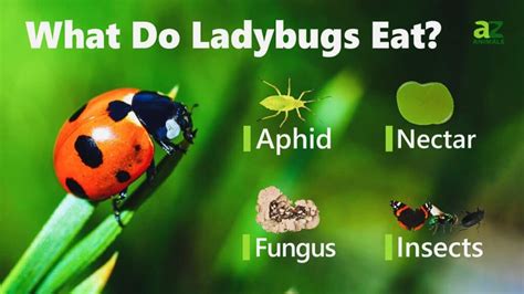 What Do Lady Bugs Eat