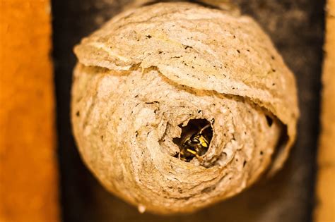What Does A Wasp Nest Look Like