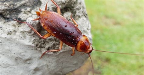 What Is A Palmetto Bug