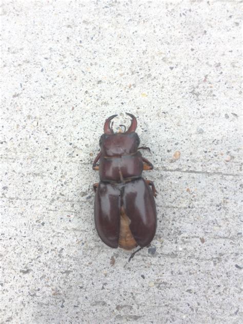 What Is This Large Brown Bug With Pincers Echemi What Is This Large Brown Bug With Pincers Echemi