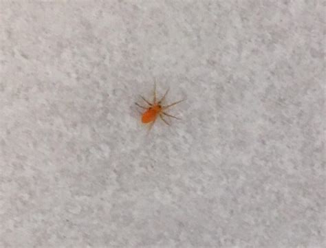 What Is This Tiny Little Orange Spider Found In My Bathroom Yorkshire What Is This Tiny Little Orange Spider Found In My Bathroom Yorkshire