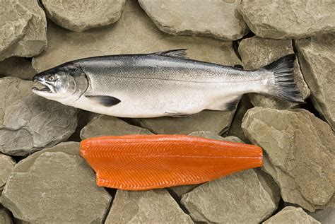 Wild Caught Fish